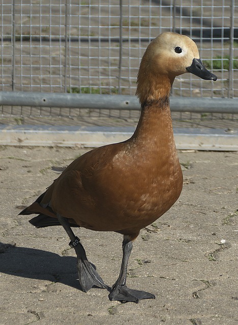 实基础